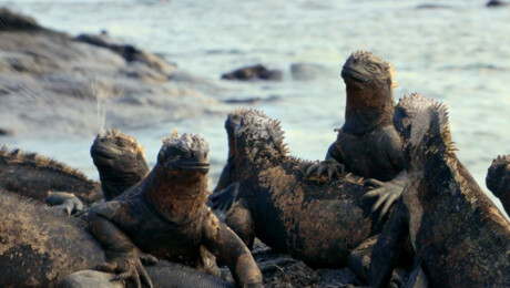 Leguanensnot en papegaaivissenpoep